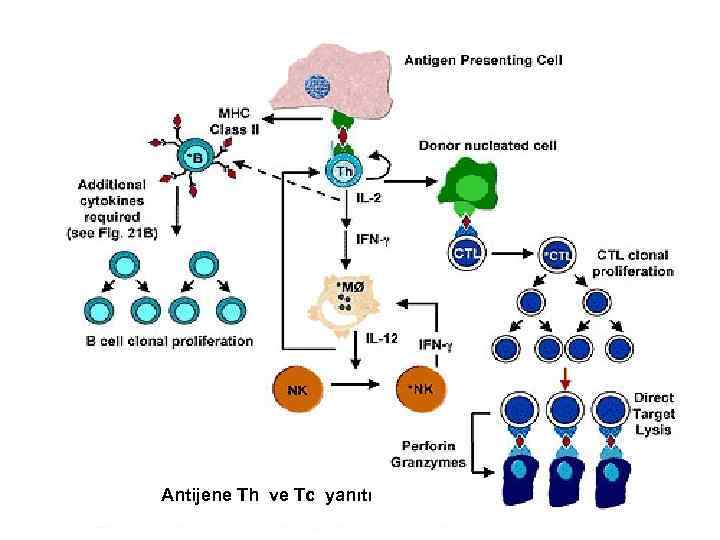 Antijene Th ve Tc yanıtı 