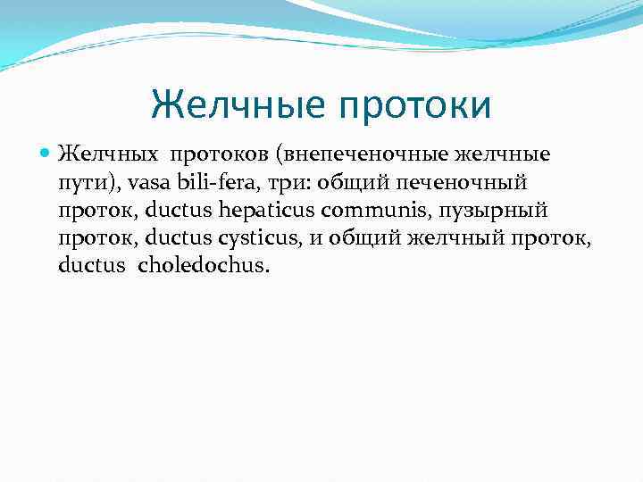 Желчные протоки Желчных протоков (внепеченочные желчные пути), vasa bili-fera, три: общий печеночный проток, ductus