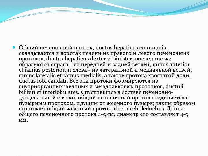  Общий печеночный проток, ductus hepaticus communis, складывается в воротах печени из правого и