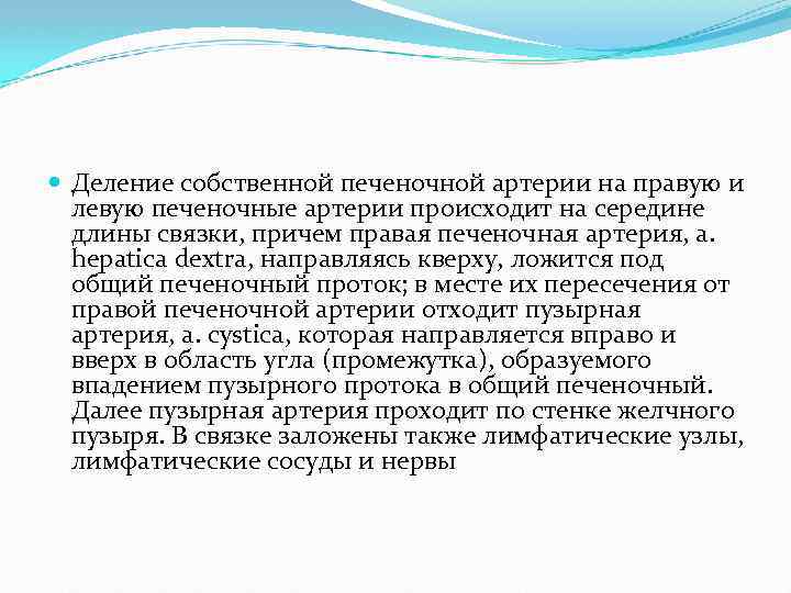  Деление собственной печеночной артерии на правую и левую печеночные артерии происходит на середине