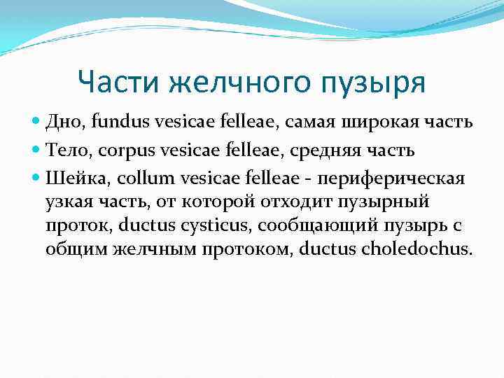 Части желчного пузыря Дно, fundus vesicae felleae, самая широкая часть Тело, corpus vesicae felleae,