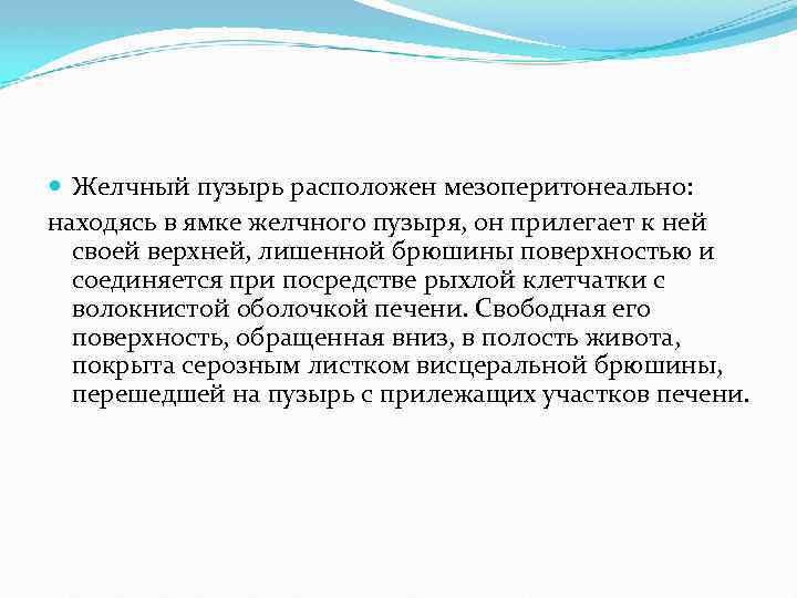  Желчный пузырь расположен мезоперитонеально: находясь в ямке желчного пузыря, он прилегает к ней