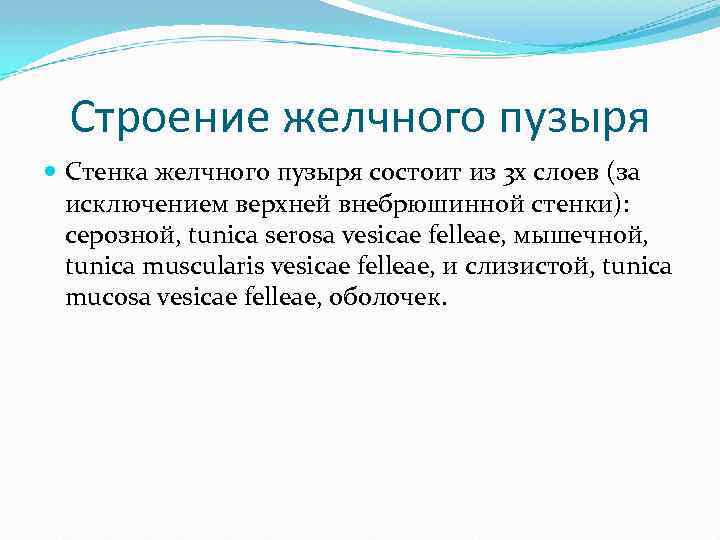 Строение желчного пузыря Стенка желчного пузыря состоит из 3 х слоев (за исключением верхней