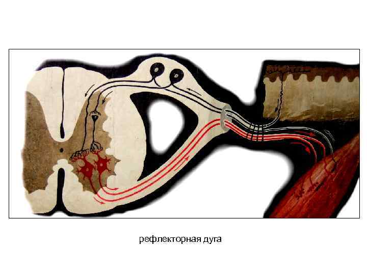 рефлекторная дуга 