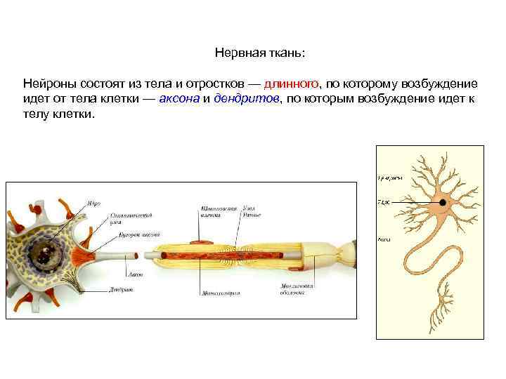 Нервная ткань: Нейроны состоят из тела и отростков — длинного, по которому возбуждение идет