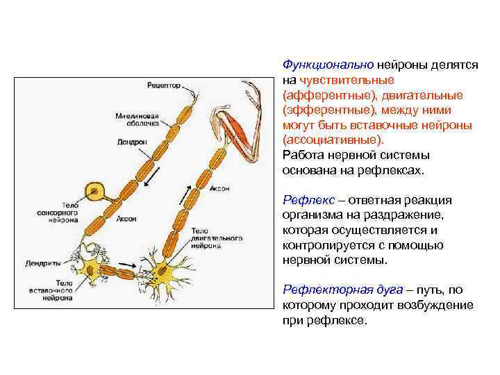Функционально нейроны делятся на чувствительные (афферентные), двигательные (эфферентные), между ними могут быть вставочные нейроны