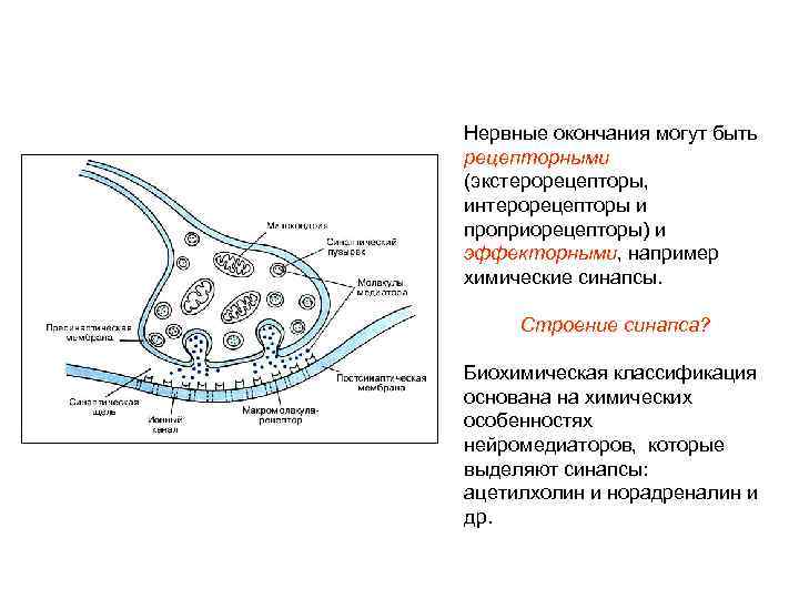 Нервные окончания могут быть рецепторными (экстерорецепторы, интерорецепторы и проприорецепторы) и эффекторными, например химические синапсы.