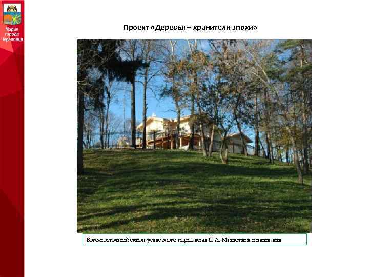 Проект «Деревья – хранители эпохи» Юго-восточный склон усадебного парка дома И. А. Милютина в