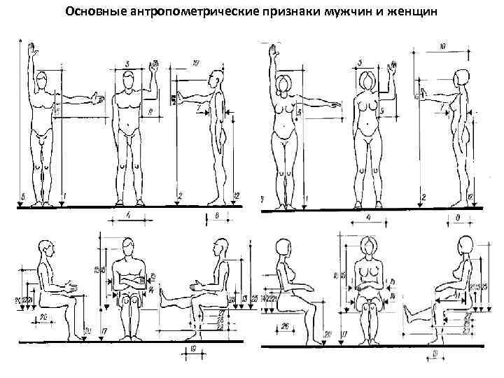 Основные антропометрические признаки мужчин и женщин 