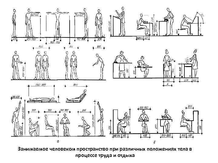 Занимаемое человеком пространство при различных положениях тела в процессе труда и отдыха 