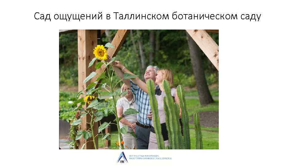 Сад ощущений в Таллинском ботаническом саду 