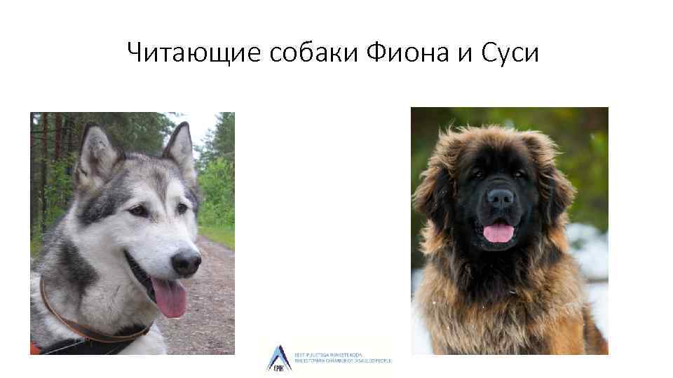 Читающие собаки Фиона и Суси 