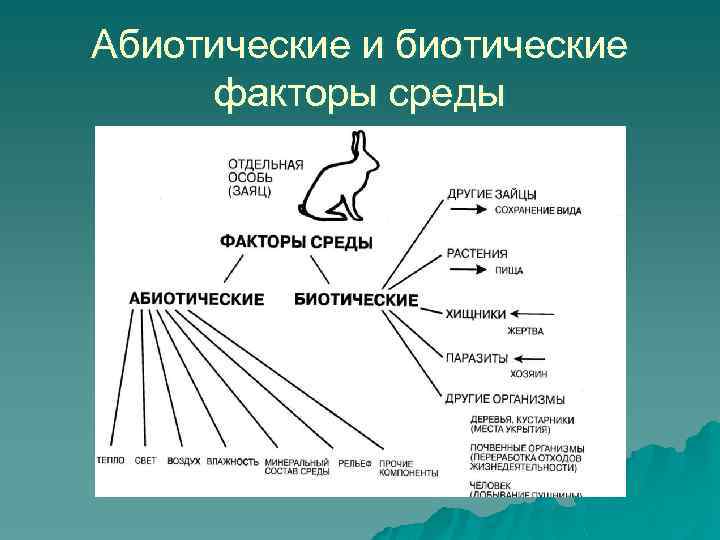 Абиотические и биотические факторы среды 