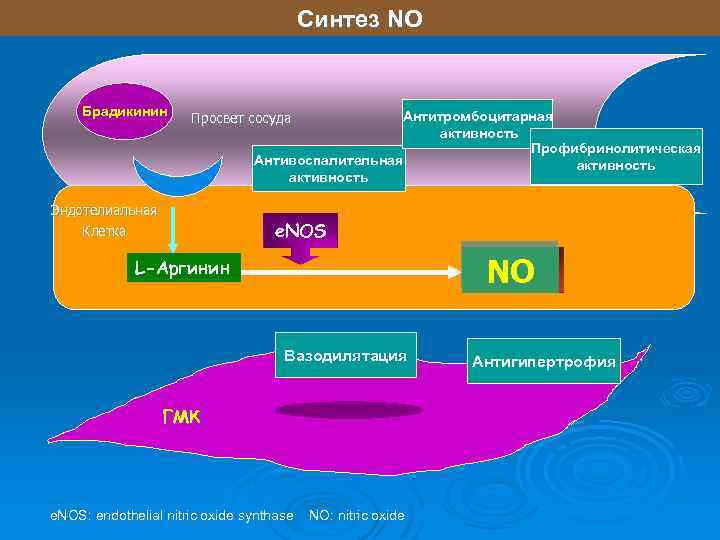 Синтез NO Брадикинин Антитромбоцитарная активность Профибринолитическая Антивоспалительная активность Просвет сосуда Эндотелиальная Клетка e. NOS