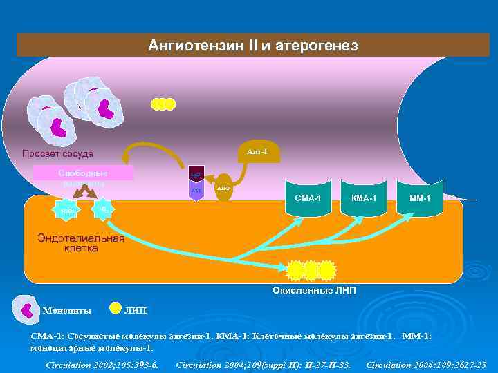 Ангиотензин II и атерогенез Анг-I Просвет сосуда Свободные радикалы Ag. II AT 1 АПФ