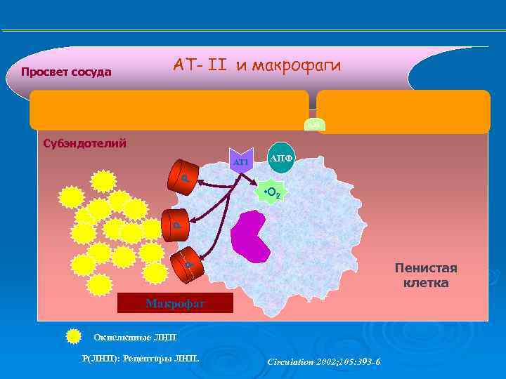 Просвет сосуда АТ- II и макрофаги Аг. I Субэндотелий АПФ Ag. II Р AT