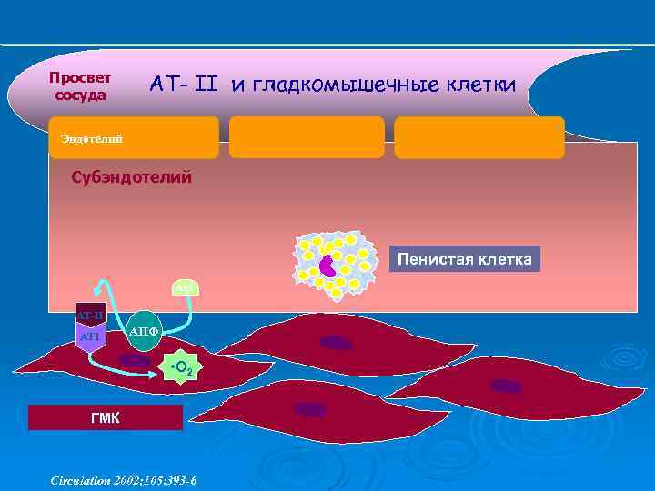 Просвет сосуда АТ- II и гладкомышечные клетки Эндотелий Субэндотелий Пенистая клетка Ag. I АТ-II