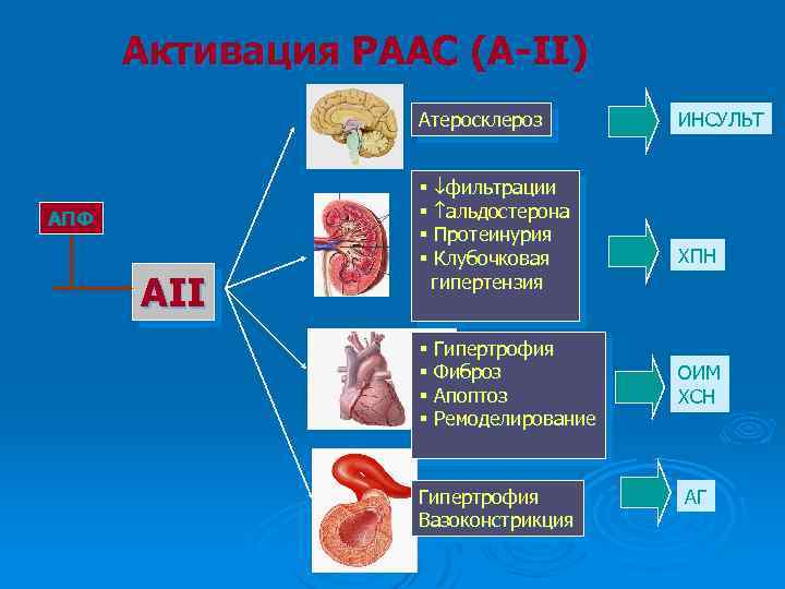 Активация РААС (А-II) Атеросклероз АПФ АII § фильтрации § альдостерона § Протеинурия § Клубочковая