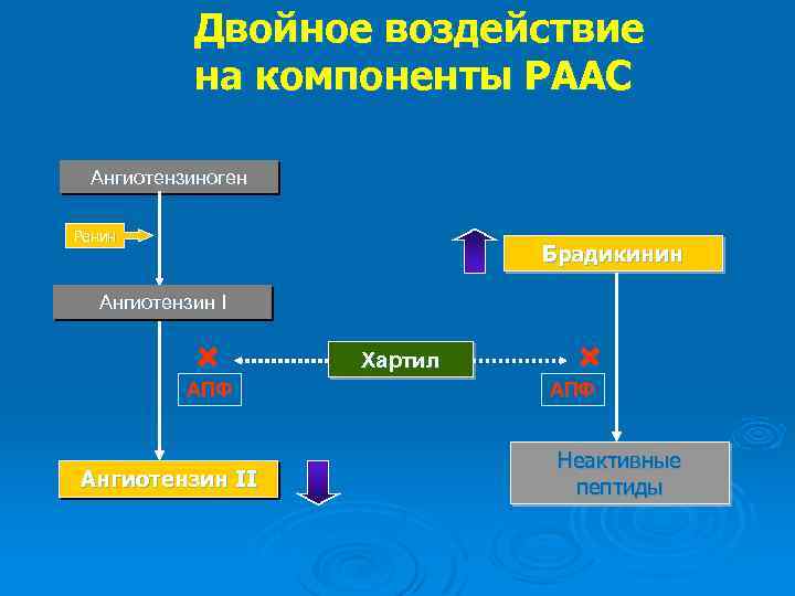 Двойное воздействие на компоненты РААС Ангиотензиноген Ренин Брадикинин Ангиотензин II + + АПФ Хартил