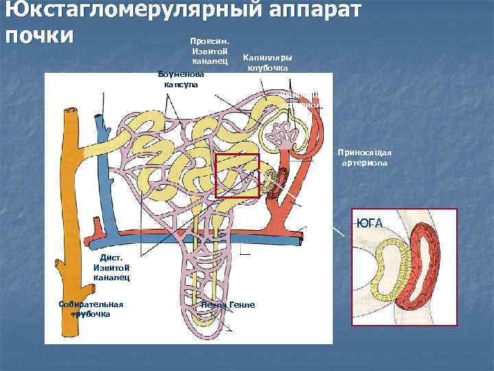 Юкстагломерулярный аппарат почки Проксим. Извитой каналец Боуменова капсула Капилляры клубочка Выносящая артериола Приносящая артериола