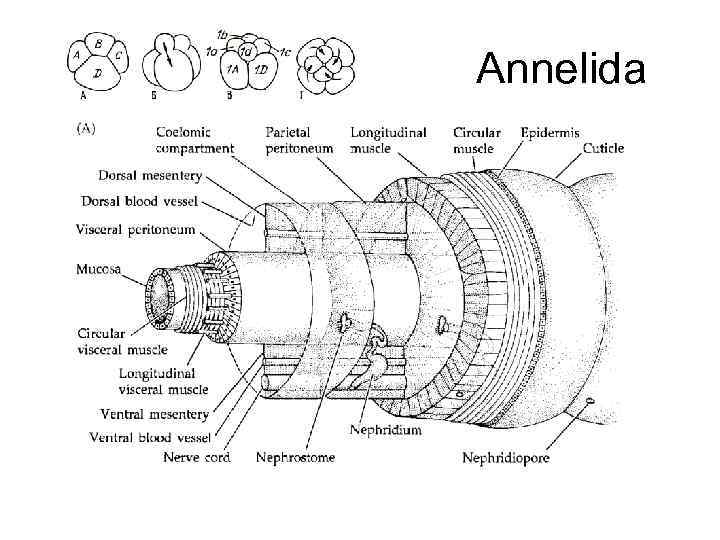 Annelida 