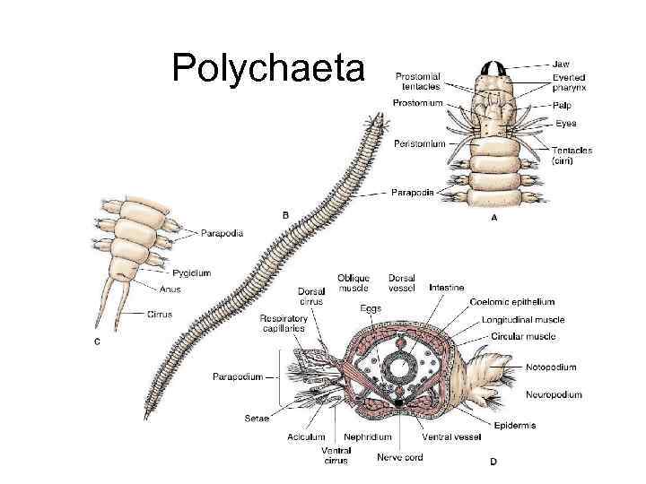 Polychaeta 