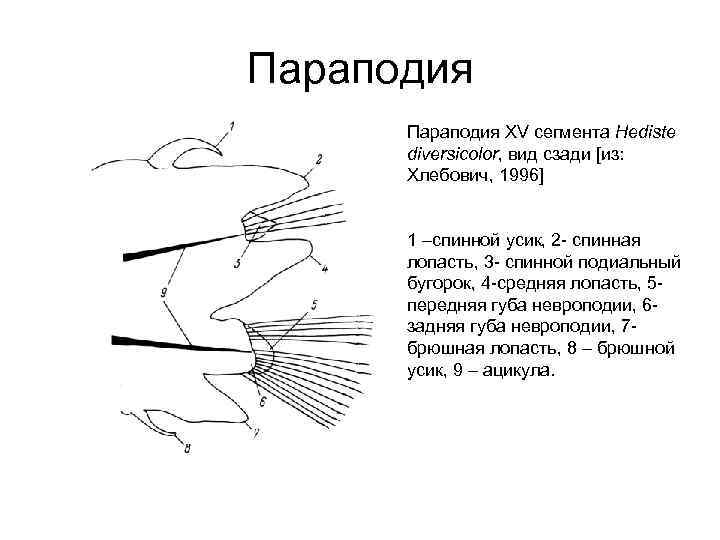 Параподия XV сегмента Hediste diversicolor, вид сзади [из: Хлебович, 1996] 1 –спинной усик, 2