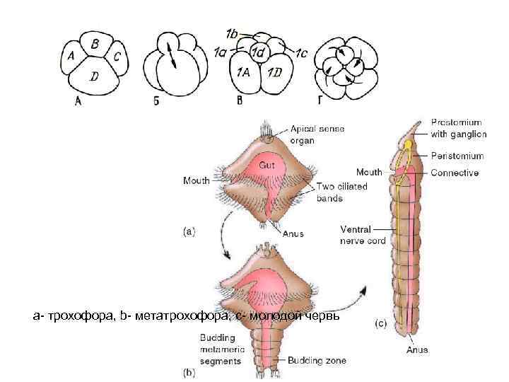 a- трохофора, b- метатрохофора, c- молодой червь 