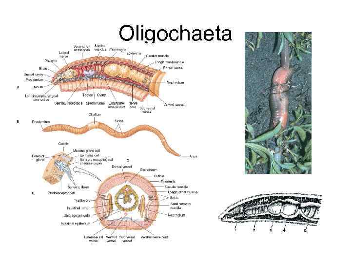 Oligochaeta 