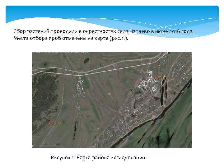 Сбор растений проводили в окрестностях села Чапаево в июне 2016 года. Места отбора проб