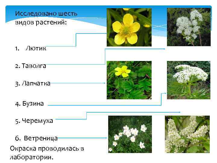 Исследовано шесть видов растений: 1. Лютик 2. Таволга 3. Лапчатка 4. Бузина 5. Черемуха