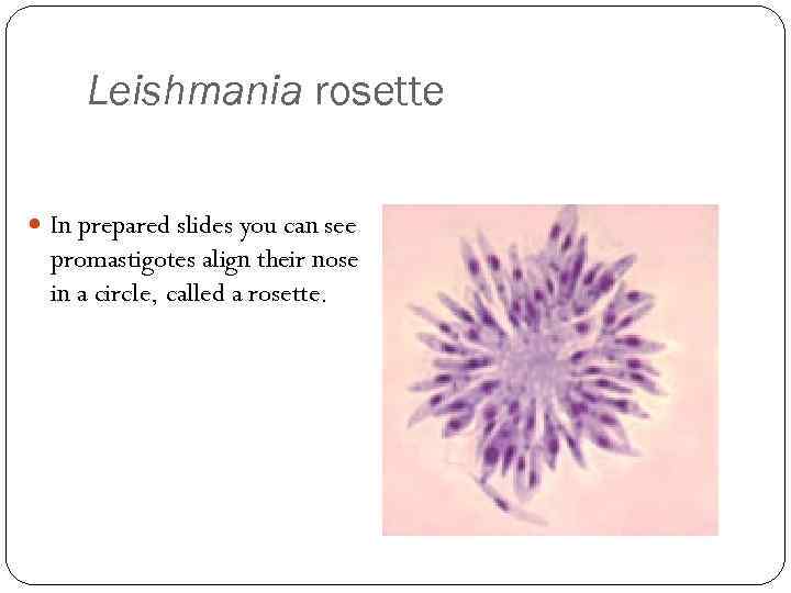 Leishmania rosette In prepared slides you can see promastigotes align their nose in a