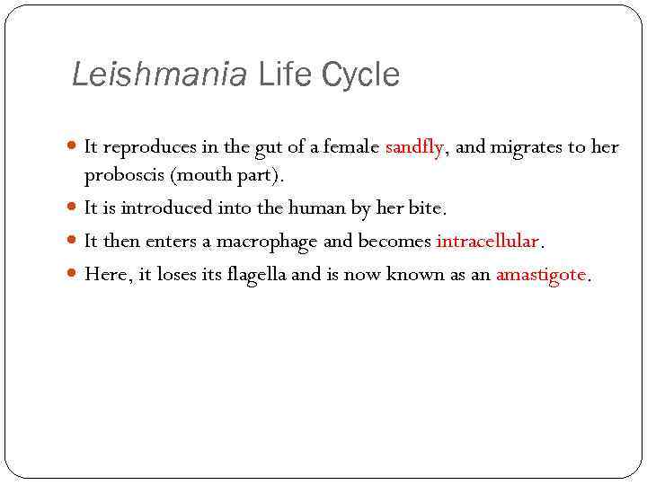 Leishmania Life Cycle It reproduces in the gut of a female sandfly, and migrates