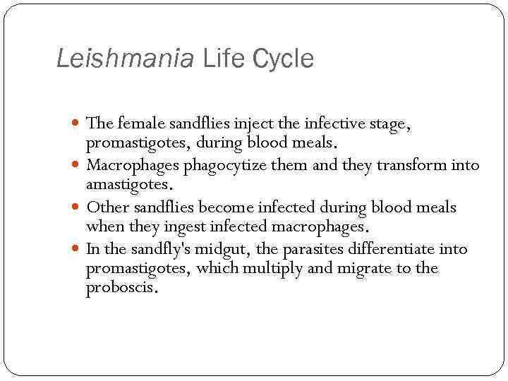 Leishmania Life Cycle The female sandflies inject the infective stage, promastigotes, during blood meals.