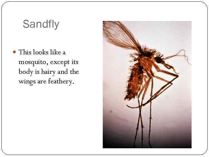 Sandfly This looks like a mosquito, except its body is hairy and the wings
