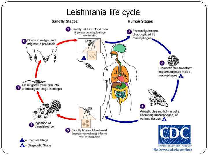 Leishmania life cycle 