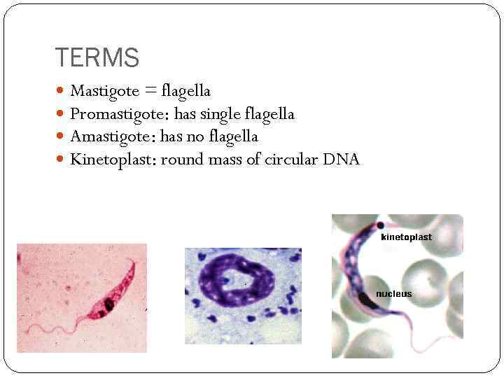 TERMS Mastigote = flagella Promastigote: has single flagella Amastigote: has no flagella Kinetoplast: round