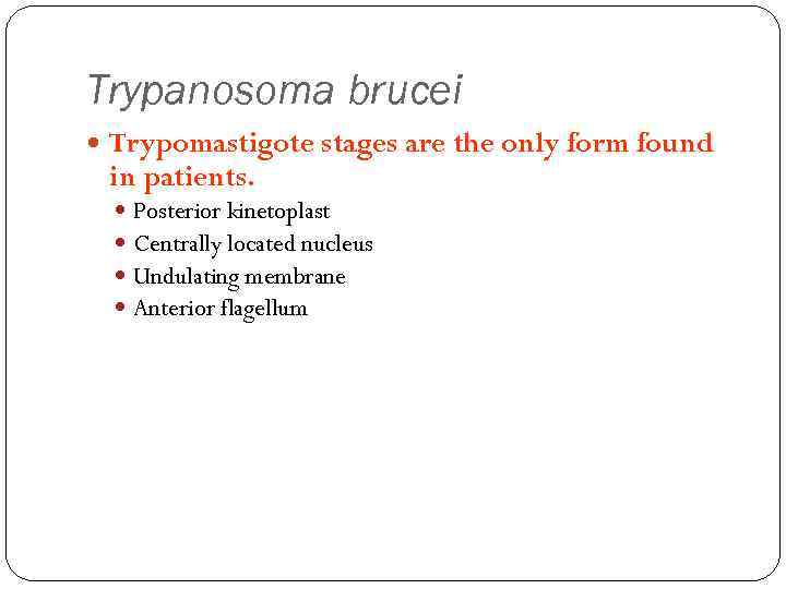 Trypanosoma brucei Trypomastigote stages are the only form found in patients. Posterior kinetoplast Centrally