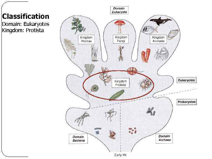 Classification Domain: Eukaryotes Kingdom: Protista 