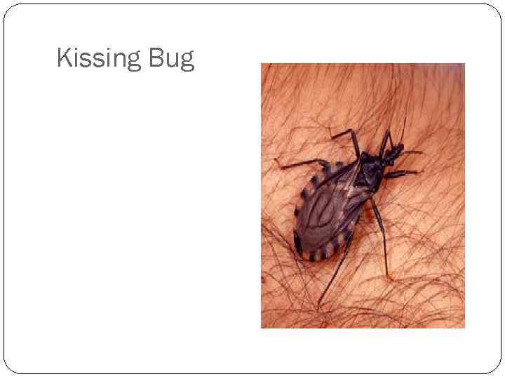 Kissing Bug 