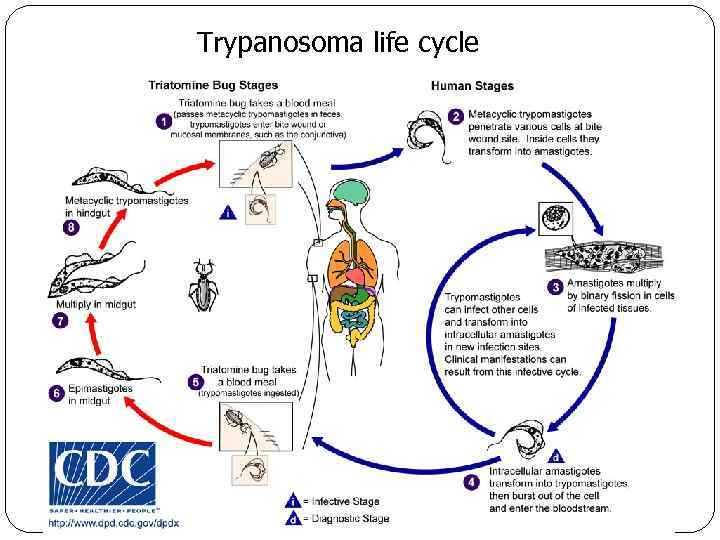Trypanosoma life cycle 