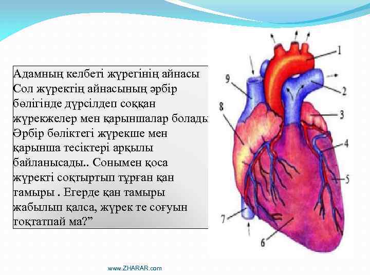 Адамның келбеті жүрегінің айнасы Сол жүректің айнасының әрбір бөлігінде дүрсілдеп соққан жүрекжелер мен қарыншалар