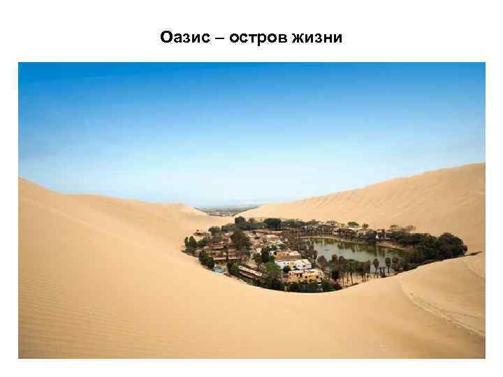 Оазис – остров жизни 