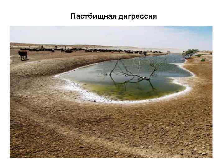 Пастбищная дигрессия 