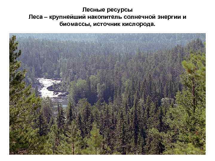 Лесные ресурсы Леса – крупнейший накопитель солнечной энергии и биомассы, источник кислорода. 