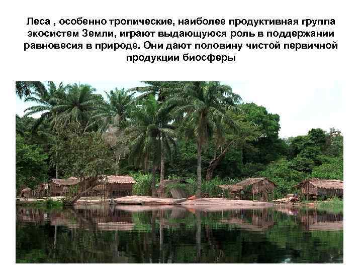 Леса , особенно тропические, наиболее продуктивная группа экосистем Земли, играют выдающуюся роль в поддержании