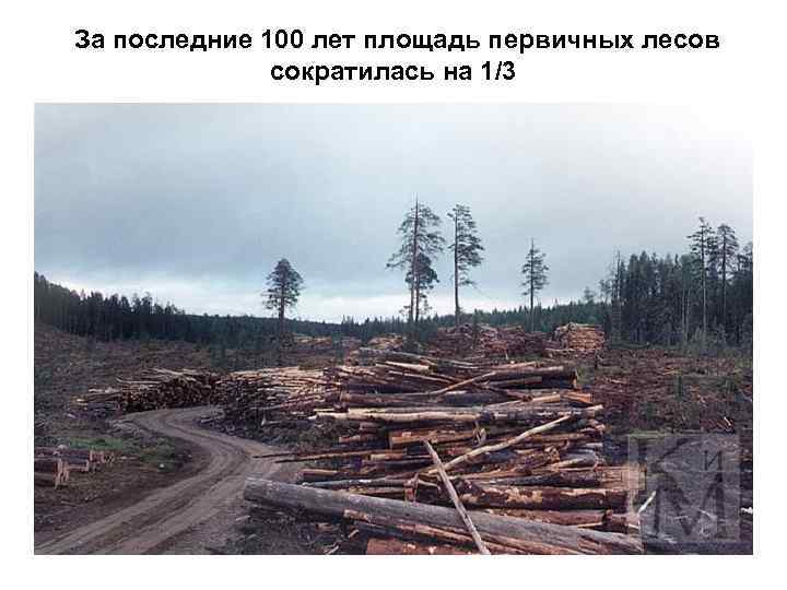 За последние 100 лет площадь первичных лесов сократилась на 1/3 