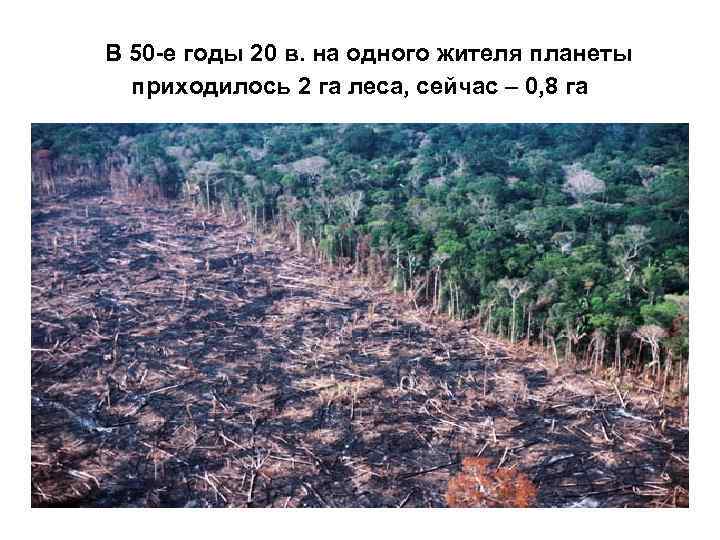 В 50 -е годы 20 в. на одного жителя планеты приходилось 2 га леса,