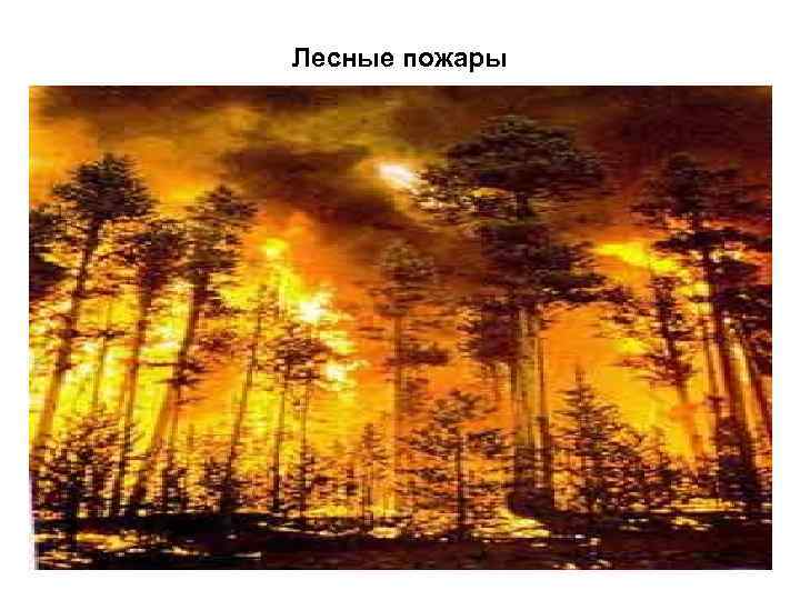 Лесные пожары 