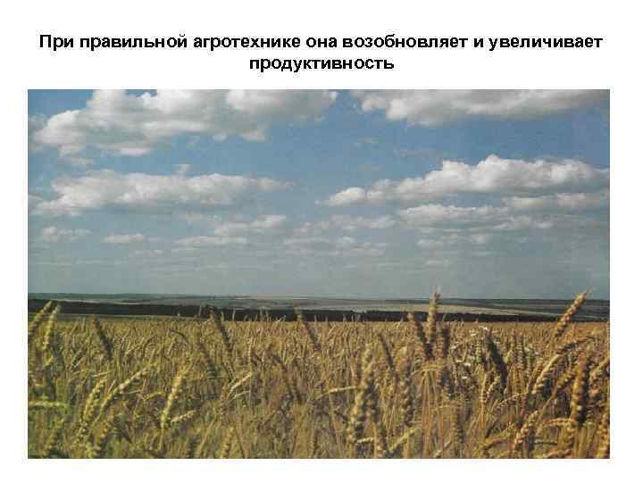 При правильной агротехнике она возобновляет и увеличивает продуктивность 